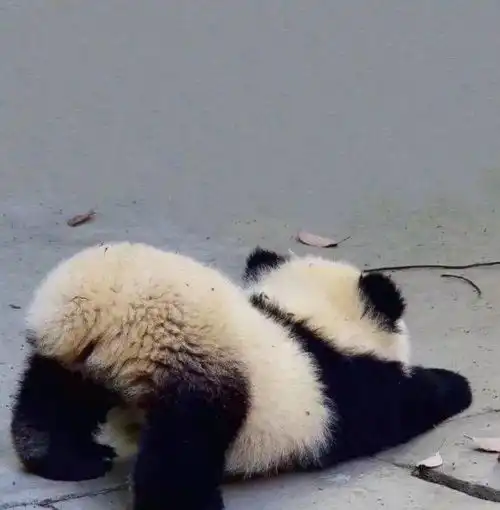 萌宠头像沙雕萌