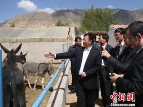 毛驴议案后续内蒙敖汉旗毛驴已获牛羊同等待遇