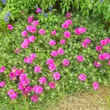 青州市丰林草花苗木批发基地