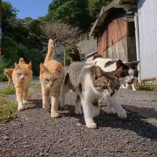 一大批霸气侧漏的猫咪向你走来,你怕了吗