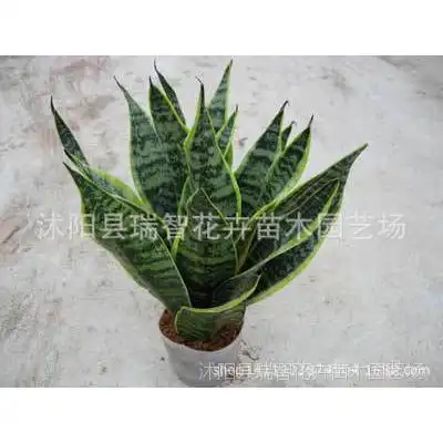 树苗果树月季蔷薇类植物球根花卉