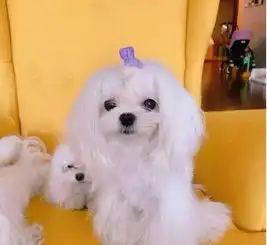 陈赫发爱犬照,图中角落有亮点,陈赫和张子萱的生活状态暴露了