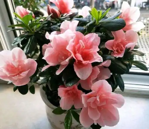 家养4种旺运花,吉祥又喜庆,比牡丹还美,年年开花美翻