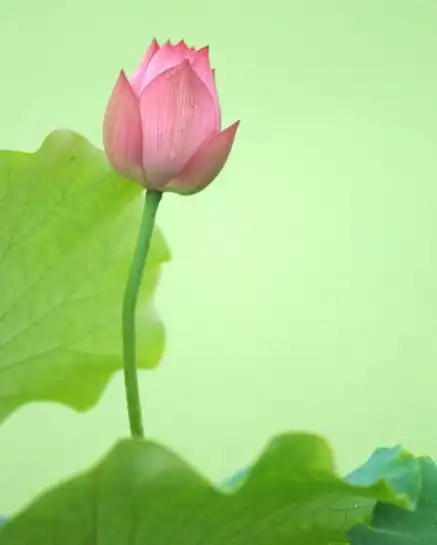 11月初,4属相时来运转,贵人相助,惊喜不断,生活富贵吉祥