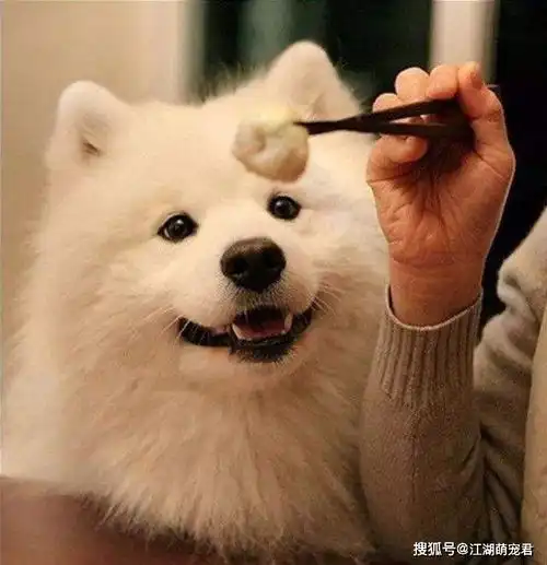 汪星人挑食可以把我的食欲分点给它吗
