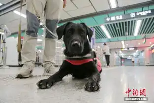 导盲犬亮相西安地铁站中国青年网