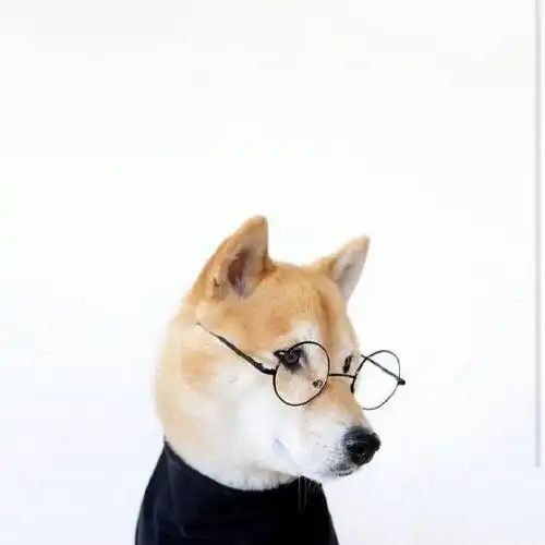 小众搞怪头像柴犬
