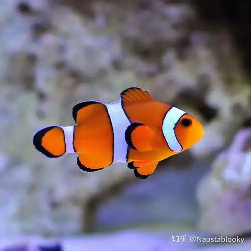 常见海水鱼的新手入门推荐1