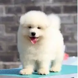 萨摩狗笼子的消毒方法