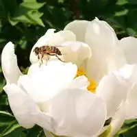 下载一个微信头像牡丹花微信头像图片大全