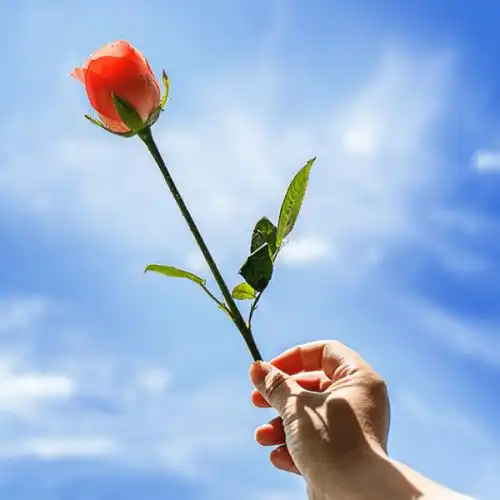 微信大自然花卉头像大自然