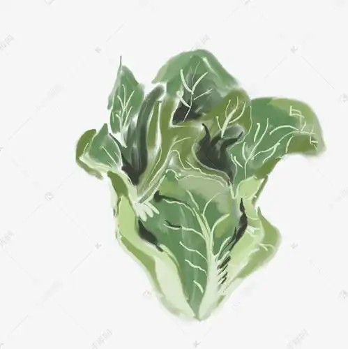 白菜食材蔬菜烹饪元素插画素材图片免费下载千库网