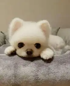 形录互联网,爱猫