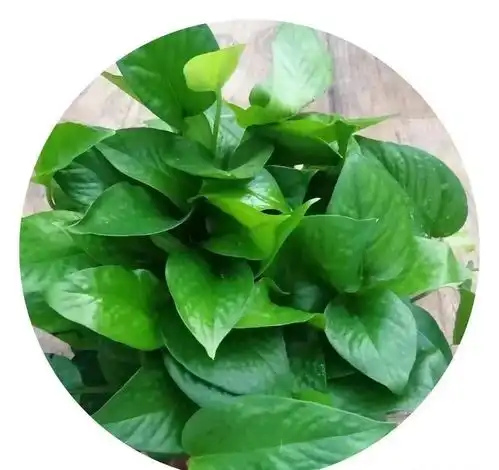 把春天带回家,天龙.世贸中心万盆绿植免费送,濮阳人赶紧来领