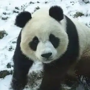 一卡在手,365天玩个够动物们在召唤你