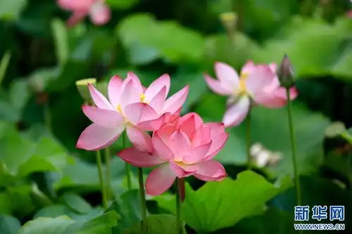 云南安宁荷花盛开扮靓乡村
