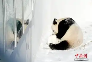 大熊猫长春越冬雪地卖萌