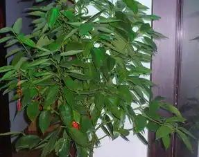 怎样区分发财树和平安树