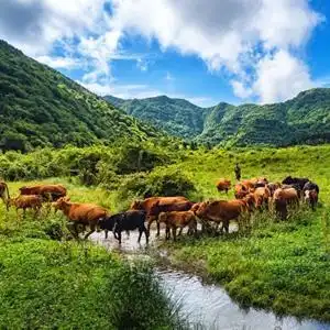 新春走基层从耍耍牛到致富牛牛年看牛乡的脱贫密码