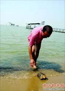孙海生头像食人鳄