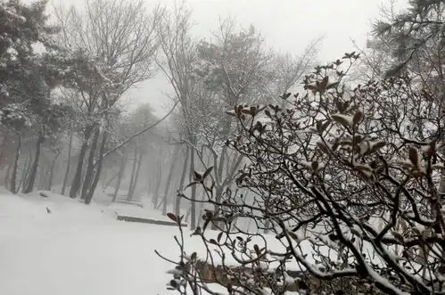 临沂下雪了