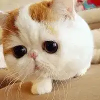 头像小狗或小猫图片大全微信头像图片大全