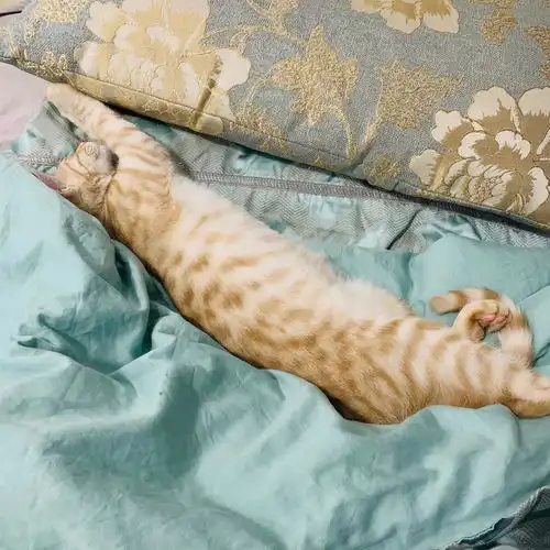 请问我家橘猫是什么品种,医生说试美短虎斑的串