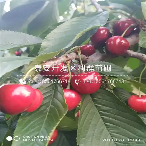 莫利樱桃苗莫利樱桃苗基地及报价-黄页88网