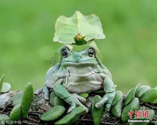 图刊蛙的朋友圈