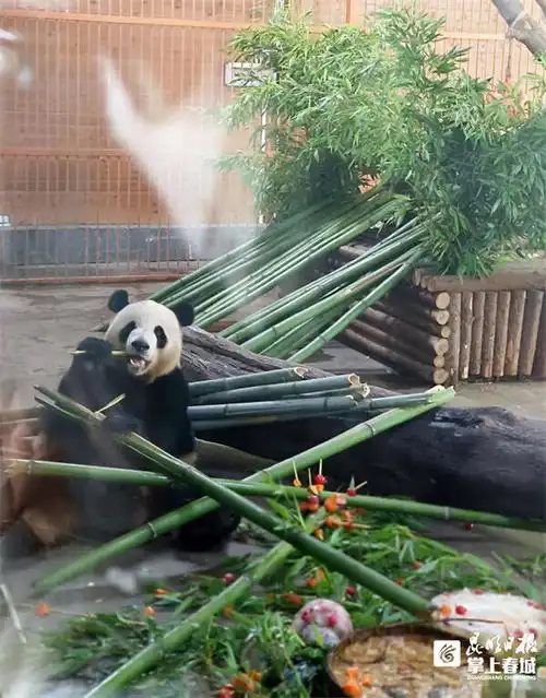 珍多10岁啦云南野生动物园为大熊猫庆生