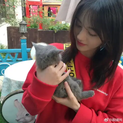 组图鞠婧祎手捧小猫亲昵嬉戏打扮靓丽场面温馨有爱