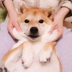 这是什么狗