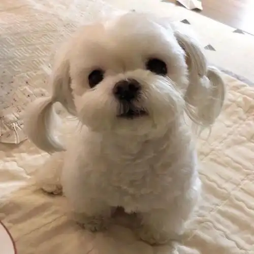 今日精选宠物头像