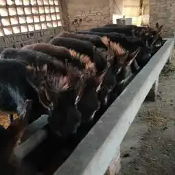 德州小毛驴哪里有卖200300斤小毛驴长期出售