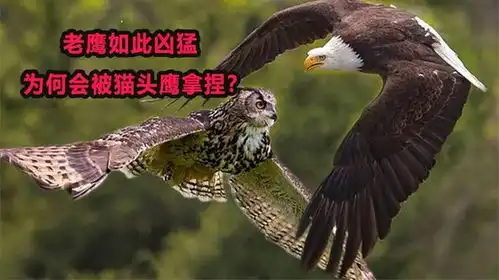 老鹰如此凶猛,为何会被猫头鹰拿捏雕鸮真能捕食老鹰吗