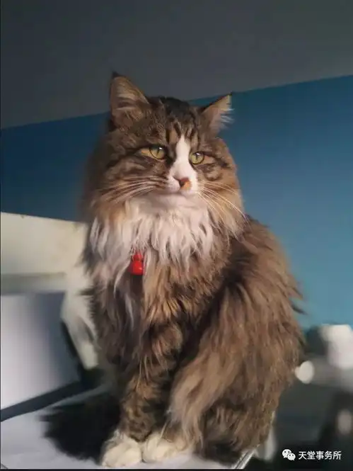 我们把农民废弃的猪圈改成了送宠物去天堂的地方成都宠物殡葬我们想做到很美