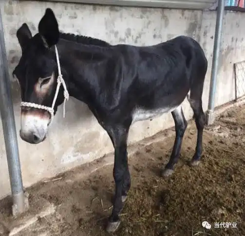 毛驴感冒发烧流鼻涕应如何治疗