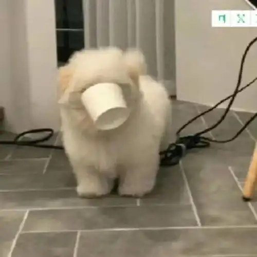 求这个的情侣头像