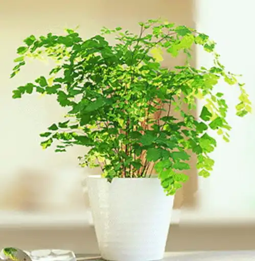 秋冬季节室内必养4款植物,为了家人的健康你种了吗