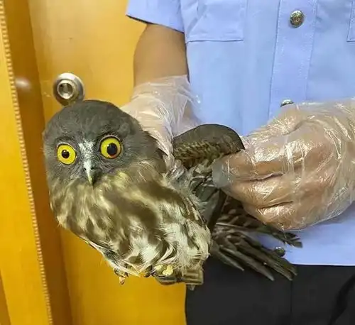 德保公安及时救助国家二级保护动物鹰鸮放归自然