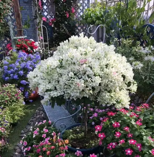 这8种花,入秋就变开花机器,天冷照样爆成球