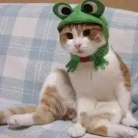 猫咪qq头像大全不同风格的猫王头像
