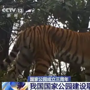 国家公园成立三年野生动物种群有啥变化一起来看成绩单