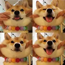 柴犬超萌表情包大全,赶紧拿去做头像