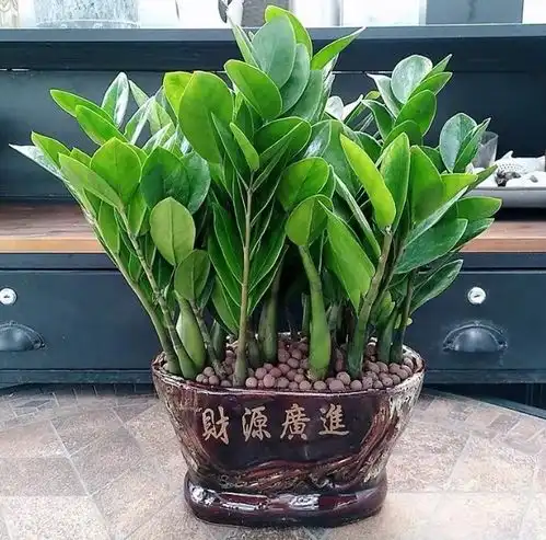 7种招财植物,家里养一盆,旺福旺运一整年