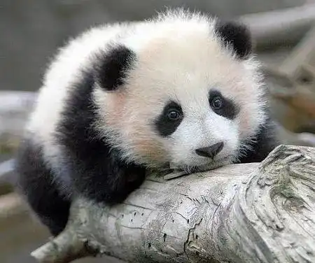 为国卖萌的熊猫,撑起了世界网红的脊梁,萌就是正义