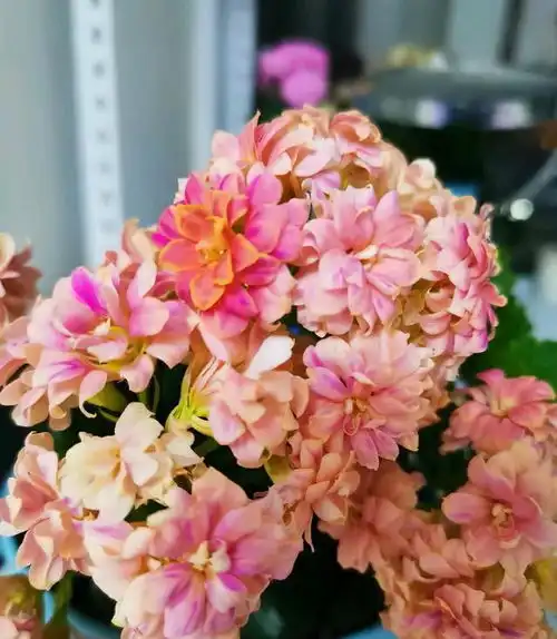 12种花,建议养一盆,不仅吸收废气,还有旺财添福的美好寓意