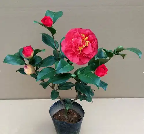 它是茶花经典品种,比牡丹美,香味浓郁,耐寒又耐热,还很好养