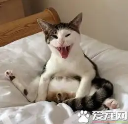 将宠物做绝育的手术是否就是不爱宠物了