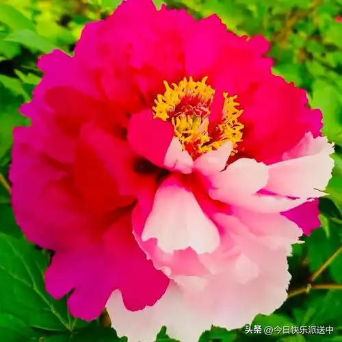 分享图片花中贵族,端庄大气,优雅迷人的牡丹花,风云t8